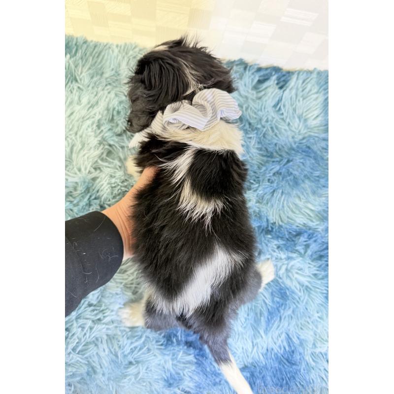 成約済の埼玉県のキャバリアキングチャールズスパニエル-419291の4枚目