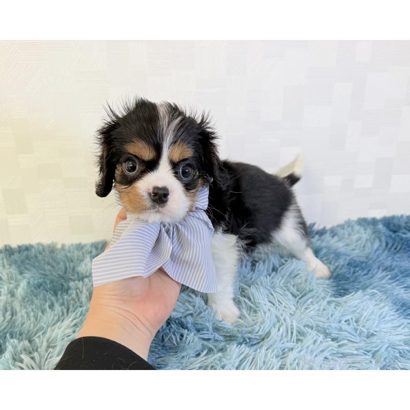 成約済の埼玉県のキャバリアキングチャールズスパニエル-419291の2枚目