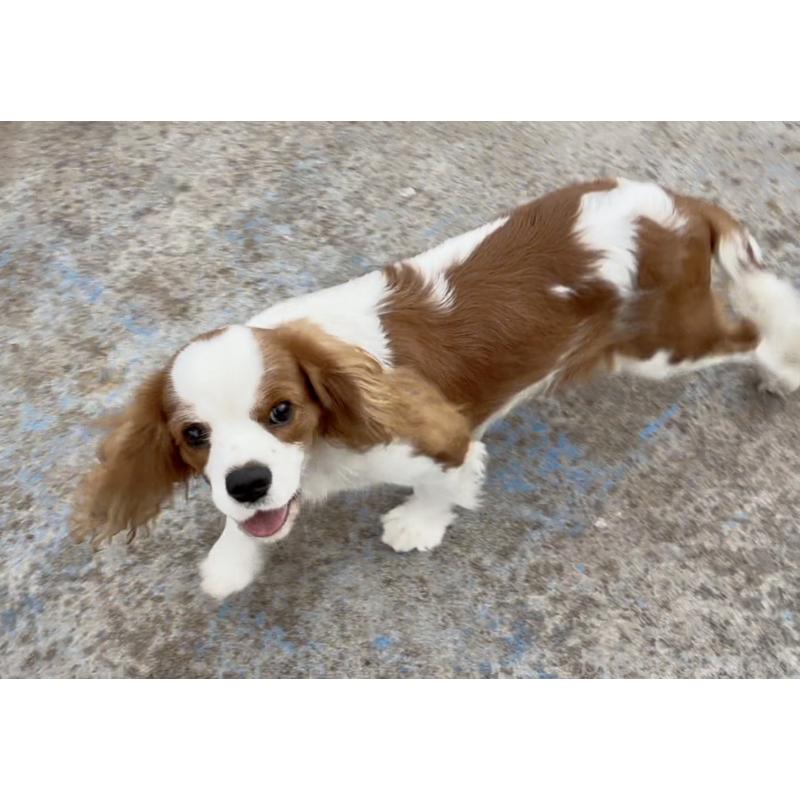 成約済の埼玉県のキャバリアキングチャールズスパニエル-403963の3枚目