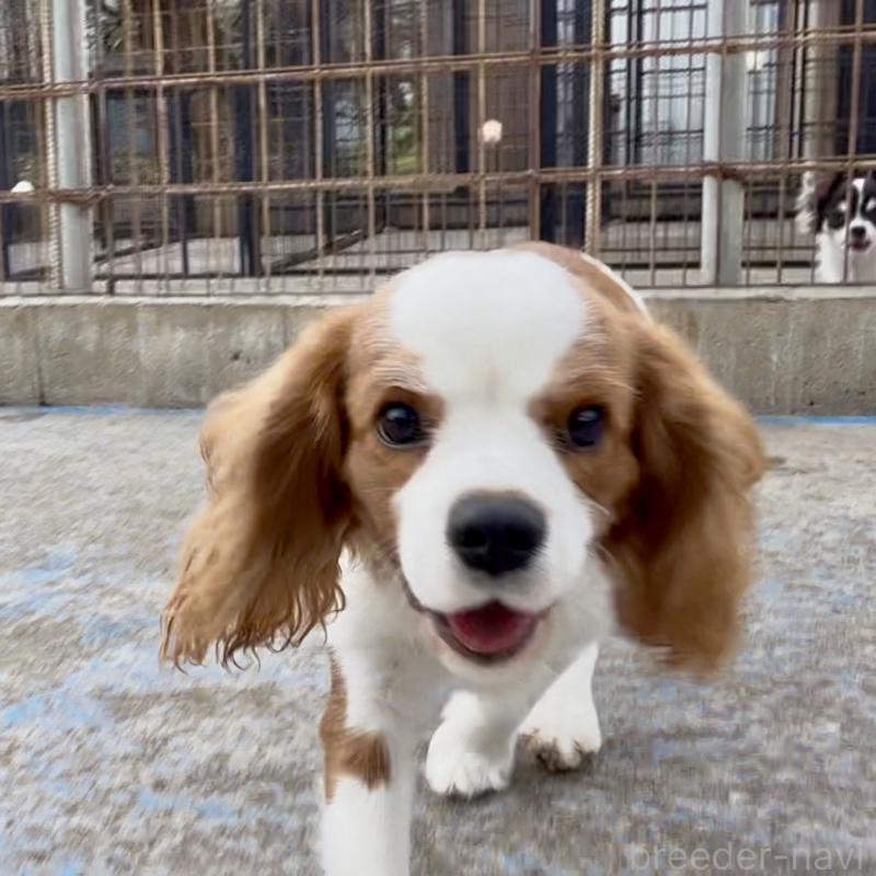 成約済の埼玉県のキャバリアキングチャールズスパニエル-403963の2枚目