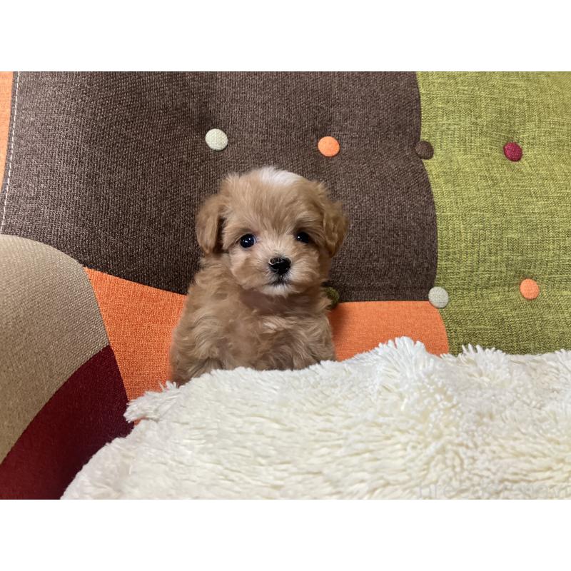 成約済の福岡県のマルプー:マルチーズ×トイプードル-424954の1枚目