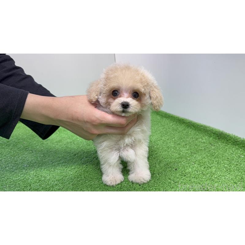 販売中の東京都のティーカッププードル-424955の3枚目