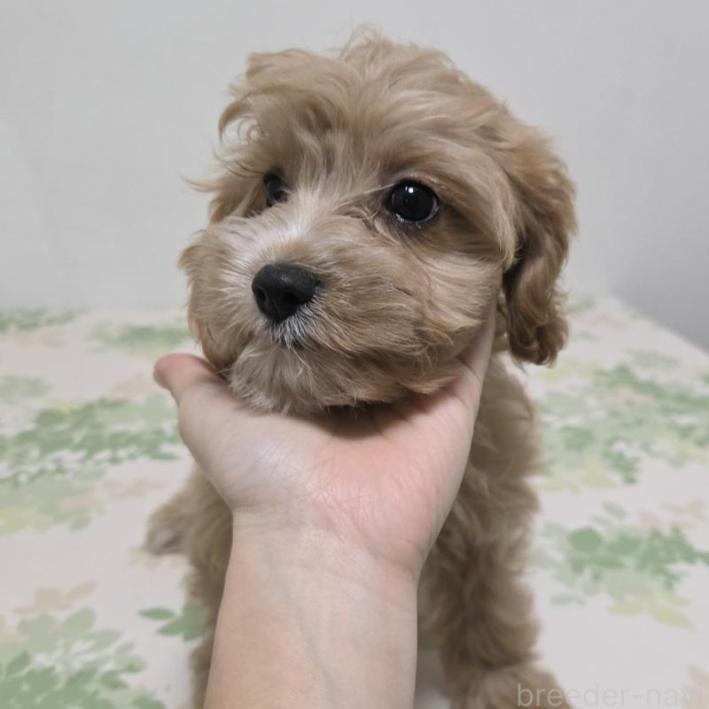 成約済の神奈川県のキャバプー:キャバリア×トイプードル-414287の12枚目