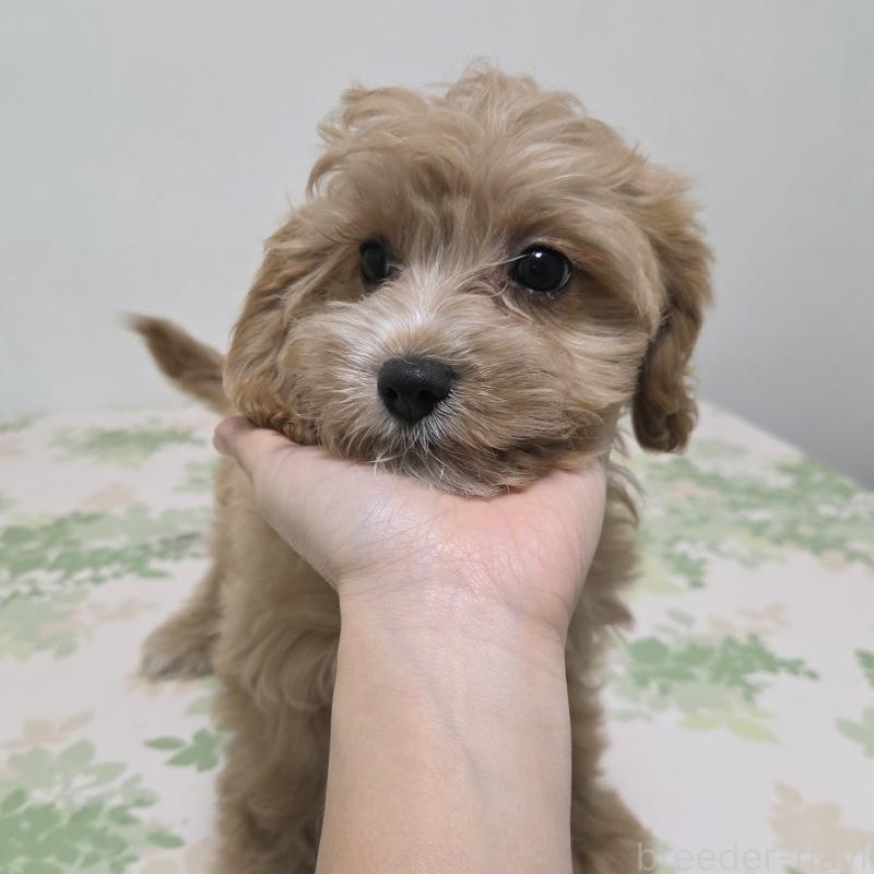 成約済の神奈川県のキャバプー:キャバリア×トイプードル-414287の11枚目