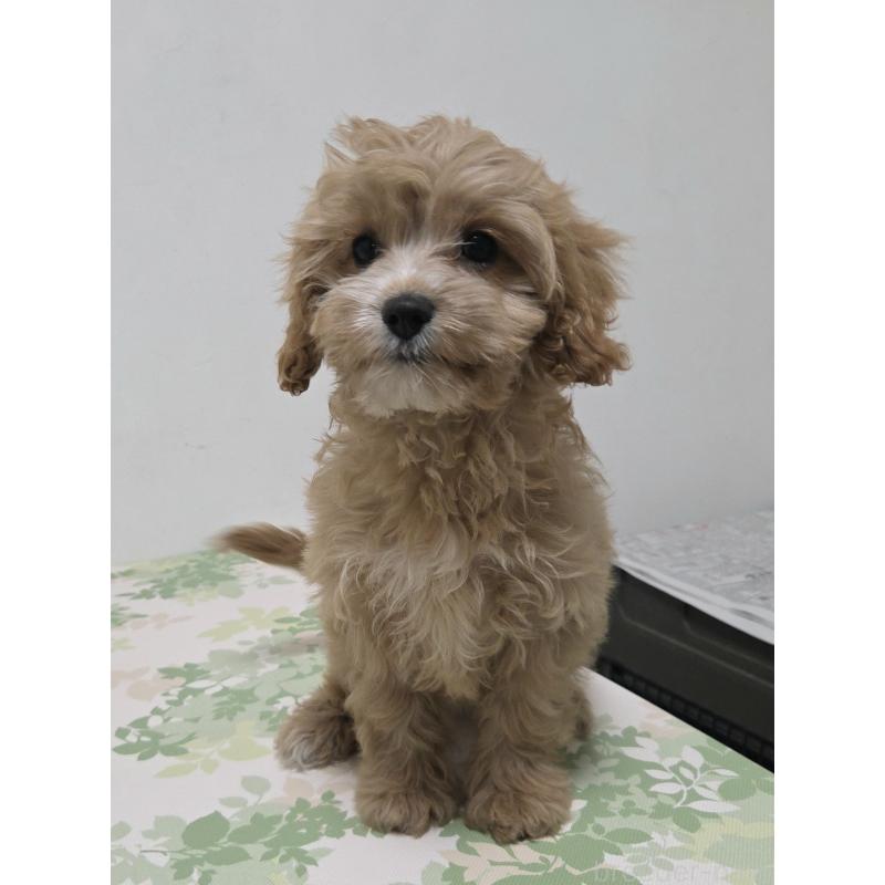 販売中の神奈川県のキャバプー:キャバリア×トイプードル-414287