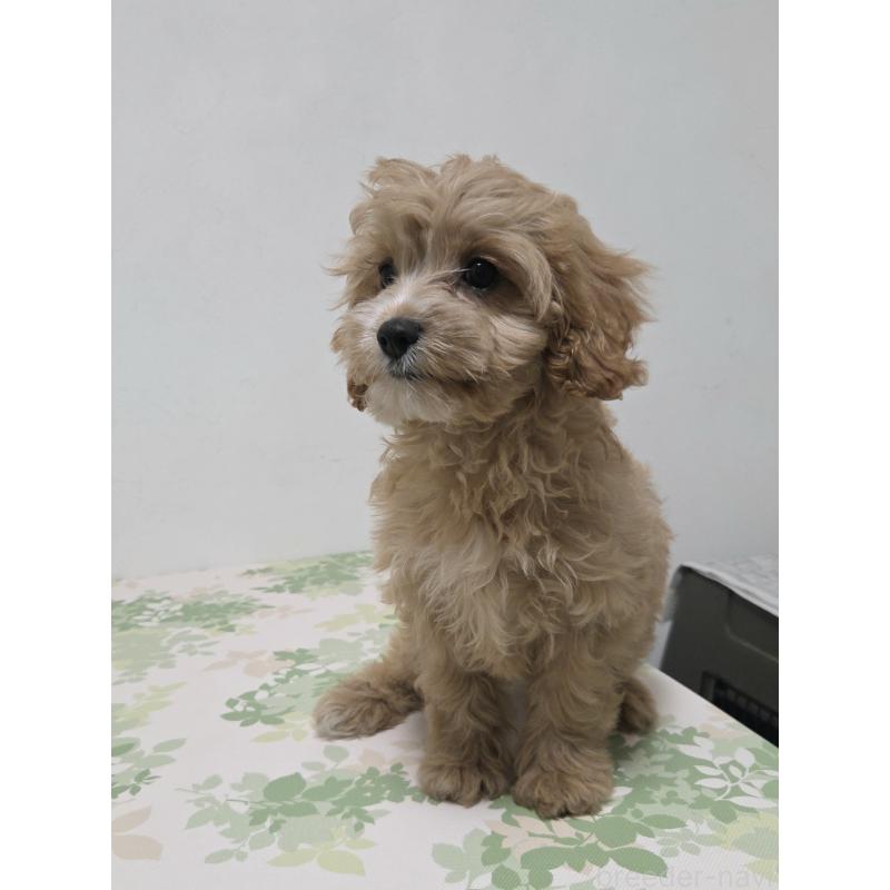 成約済の神奈川県のキャバプー:キャバリア×トイプードル-414287の10枚目