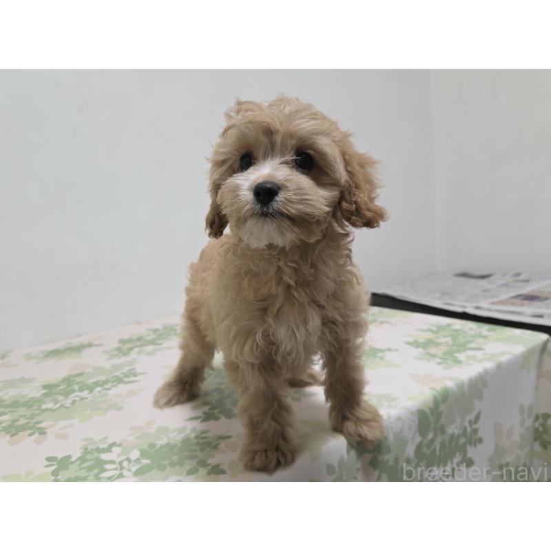 成約済の神奈川県のキャバプー:キャバリア×トイプードル-414287の9枚目