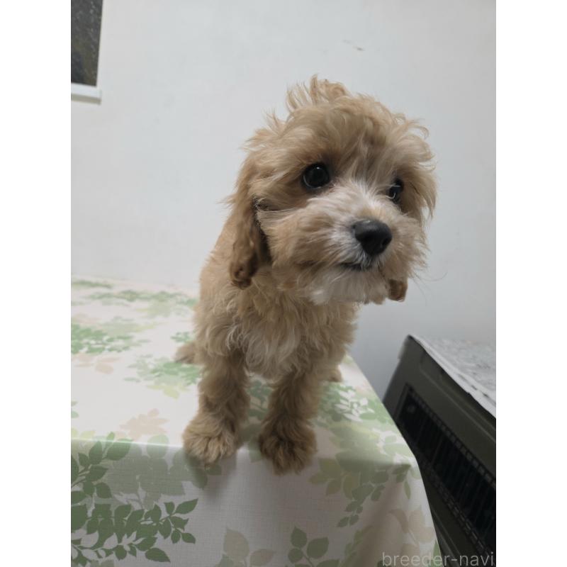 成約済の神奈川県のキャバプー:キャバリア×トイプードル-414287の8枚目