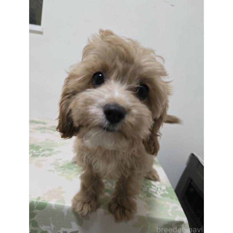 成約済の神奈川県のキャバプー:キャバリア×トイプードル-414287の7枚目