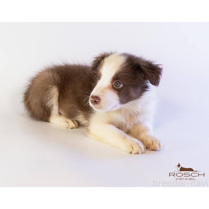 商談中の鹿児島県のボーダーコリー-424956の7枚目