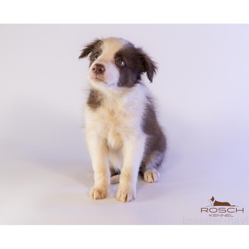 商談中の鹿児島県のボーダーコリー-424956の6枚目