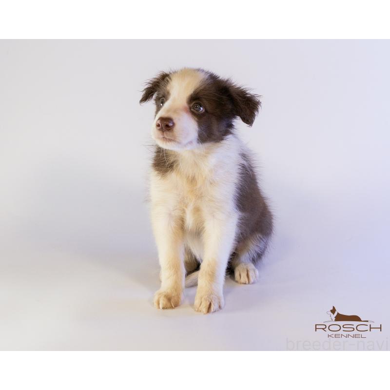 商談中の鹿児島県のボーダーコリー-424956の5枚目