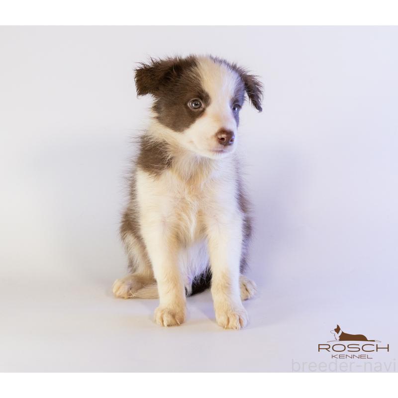 商談中の鹿児島県のボーダーコリー-424956の4枚目