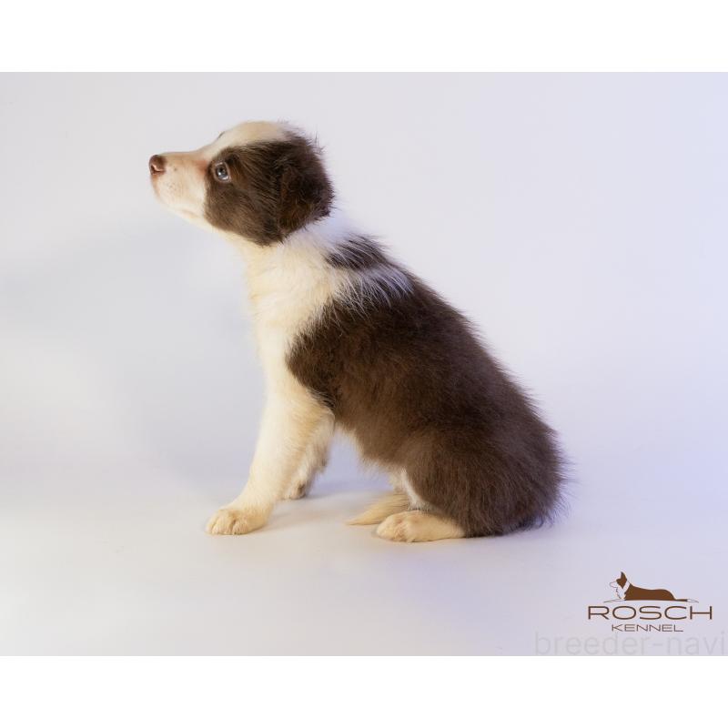 商談中の鹿児島県のボーダーコリー-424956の2枚目