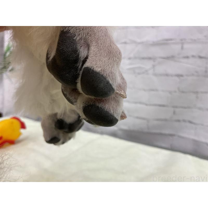 販売中の三重県のスタンダードプードル-411444の2枚目