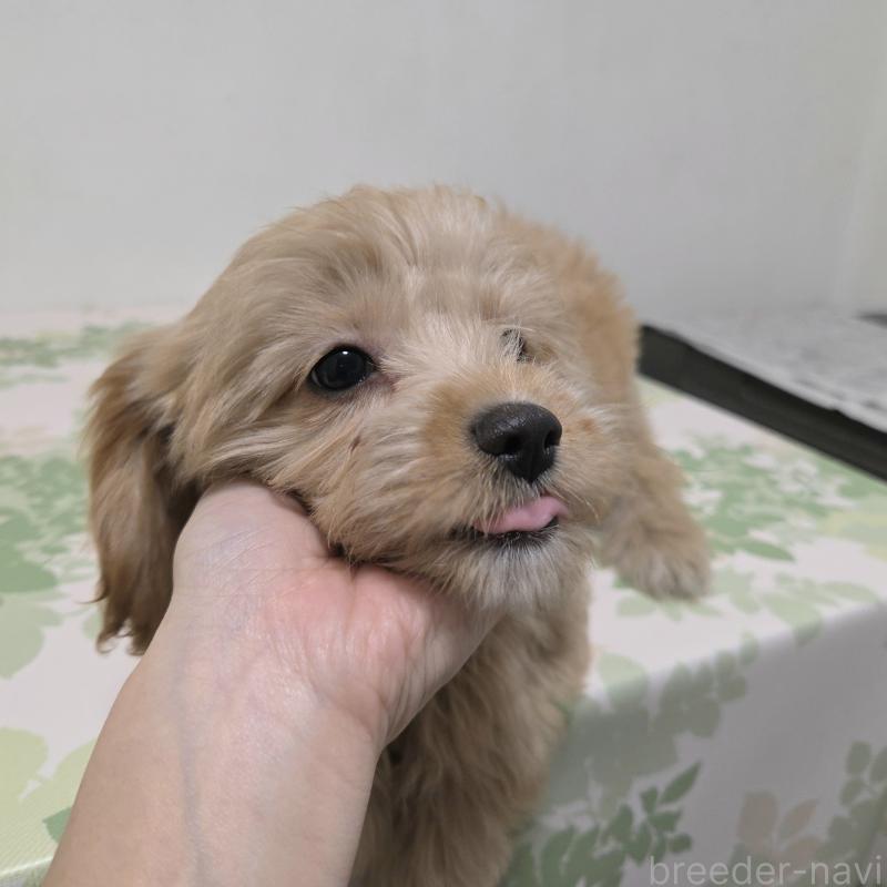 販売中の神奈川県のキャバプー:キャバリア×トイプードル-414288の6枚目