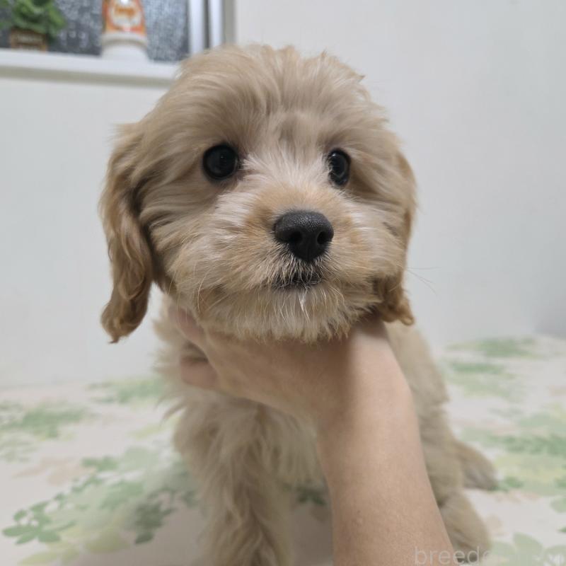 販売中の神奈川県のキャバプー:キャバリア×トイプードル-414288の5枚目