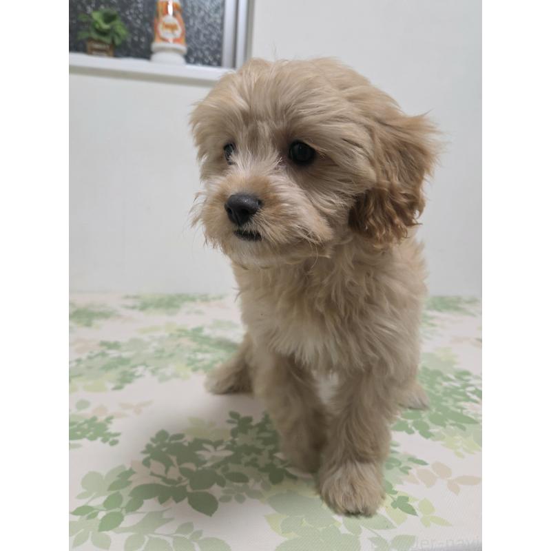 販売中の神奈川県のキャバプー:キャバリア×トイプードル-414288の4枚目