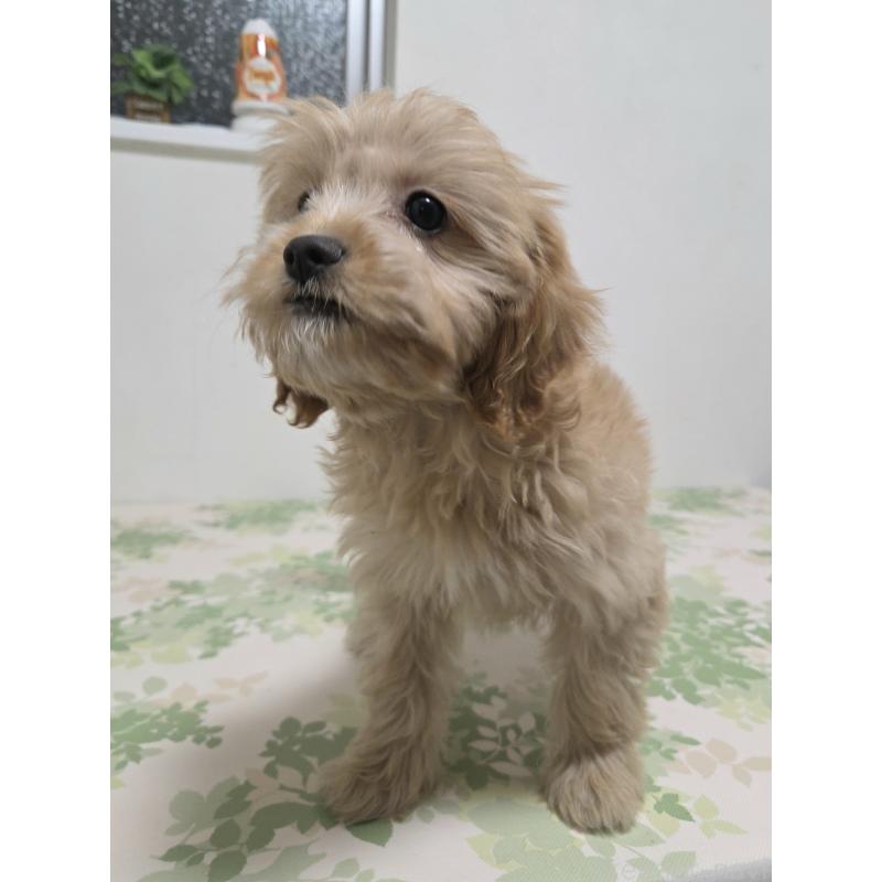 販売中の神奈川県のキャバプー:キャバリア×トイプードル-414288の3枚目