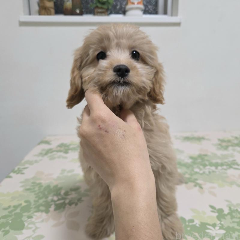 販売中の神奈川県のキャバプー:キャバリア×トイプードル-414288の2枚目