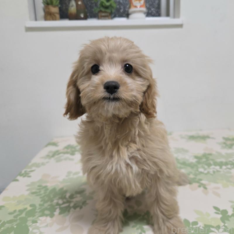 販売中の神奈川県のキャバプー:キャバリア×トイプードル-414288