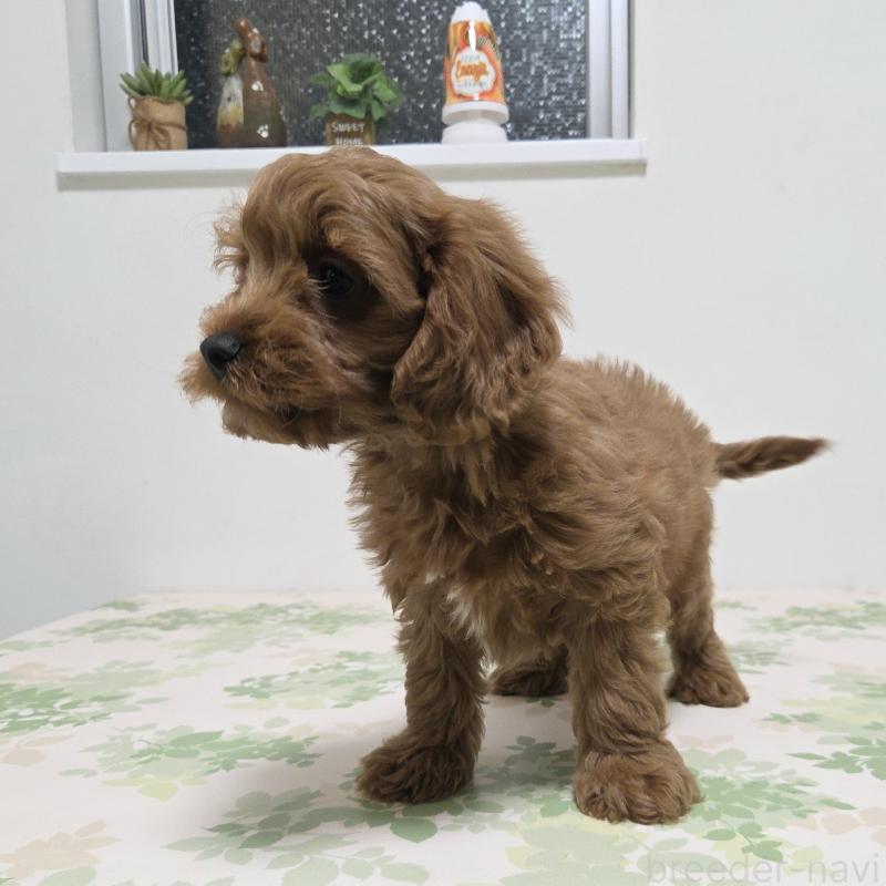 販売中の神奈川県のキャバプー:キャバリア×トイプードル-416239の5枚目