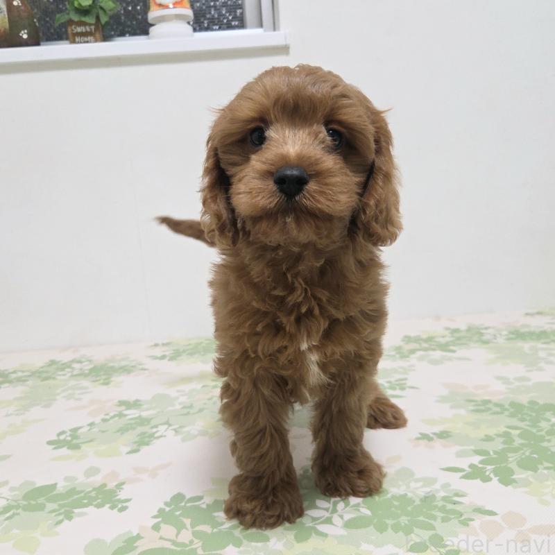 販売中の神奈川県のキャバプー:キャバリア×トイプードル-416239の4枚目