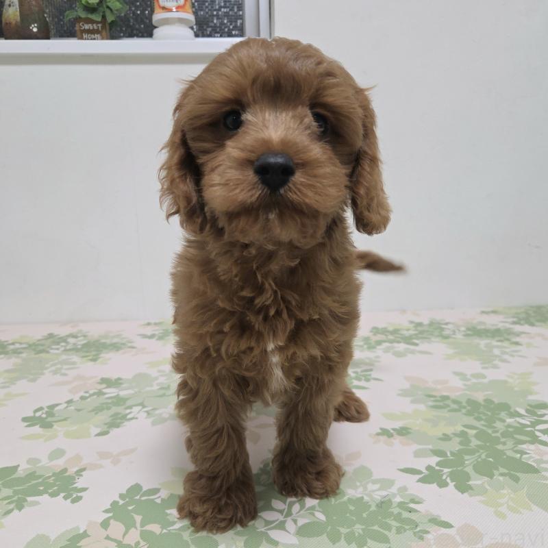 販売中の神奈川県のキャバプー:キャバリア×トイプードル-416239