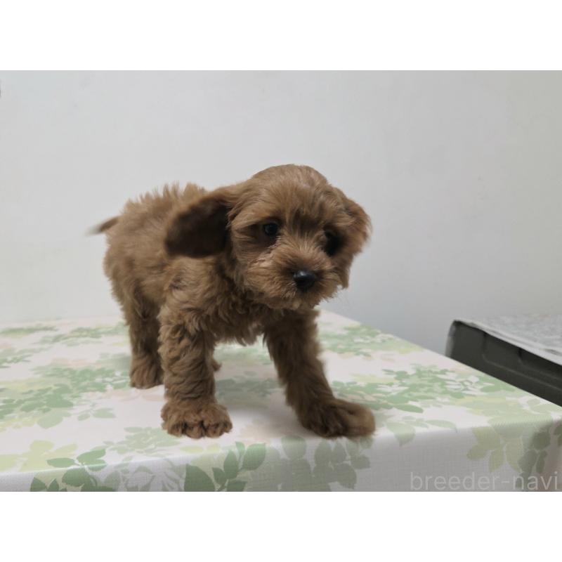 販売中の神奈川県のキャバプー:キャバリア×トイプードル-416239の3枚目