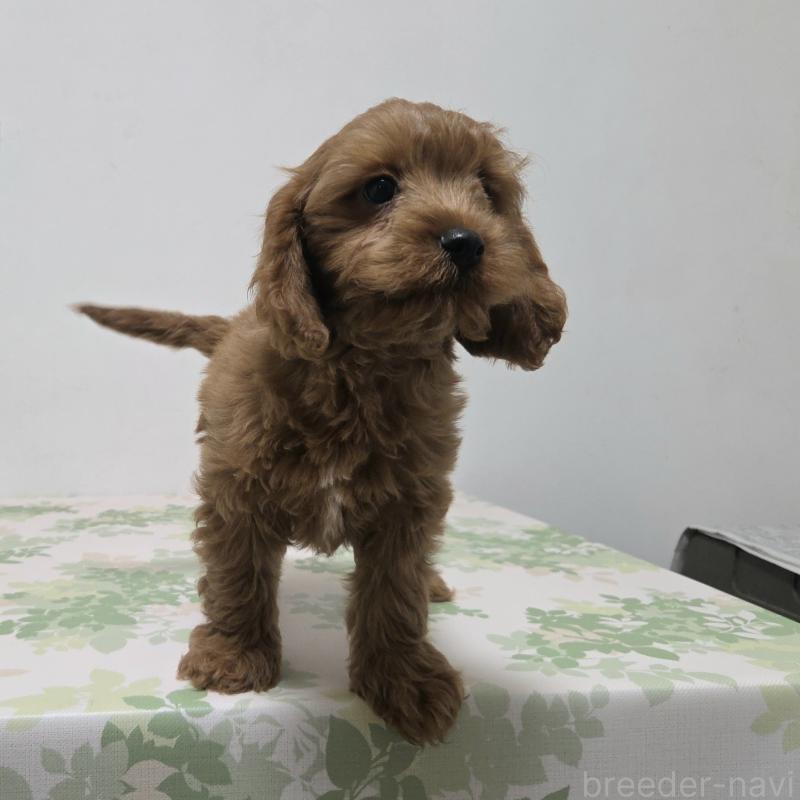 販売中の神奈川県のキャバプー:キャバリア×トイプードル-416239の2枚目