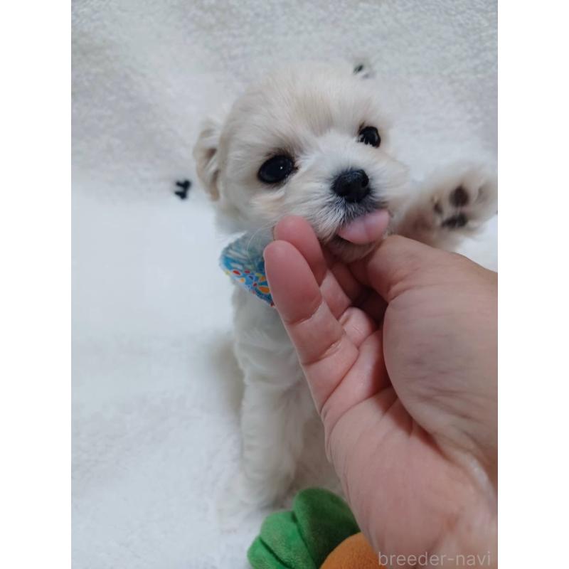 販売中の福岡県のマルプー:マルチーズ×トイプードル-424957の5枚目