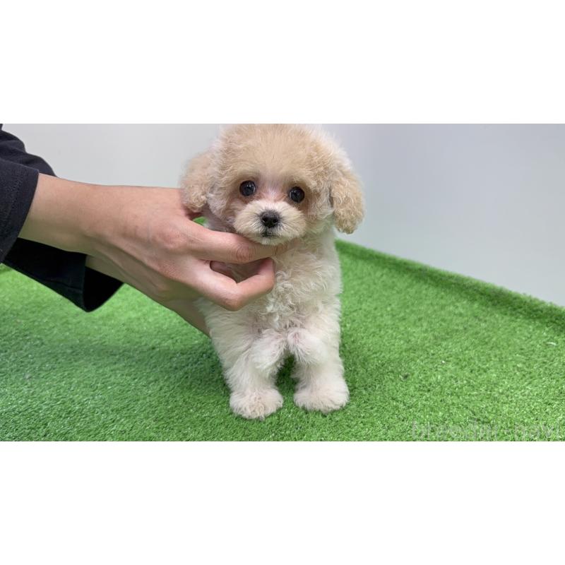 販売中の新潟県のティーカッププードル-424958の2枚目