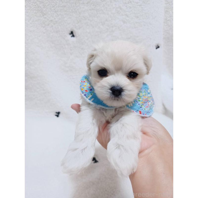 販売中の福岡県のマルプー:マルチーズ×トイプードル-424957の4枚目