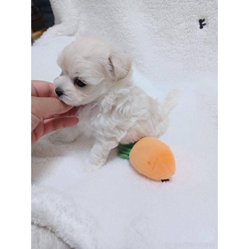 販売中の福岡県のマルプー:マルチーズ×トイプードル-424957の3枚目