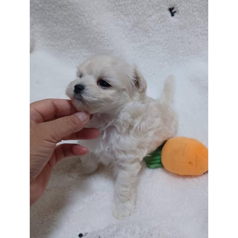 販売中の福岡県のマルプー:マルチーズ×トイプードル-424957の2枚目