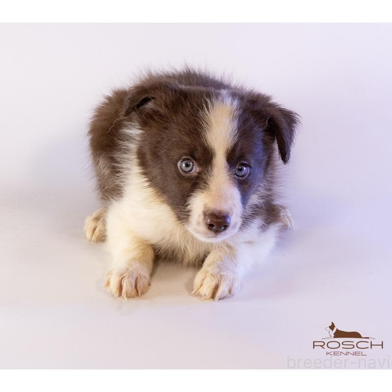 販売中の鹿児島県のボーダーコリー-424959の4枚目