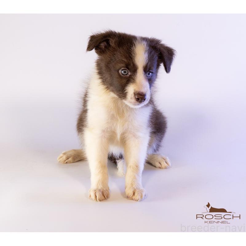 販売中の鹿児島県のボーダーコリー-424959の3枚目