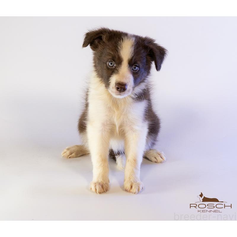 販売中の鹿児島県のボーダーコリー-424959の2枚目