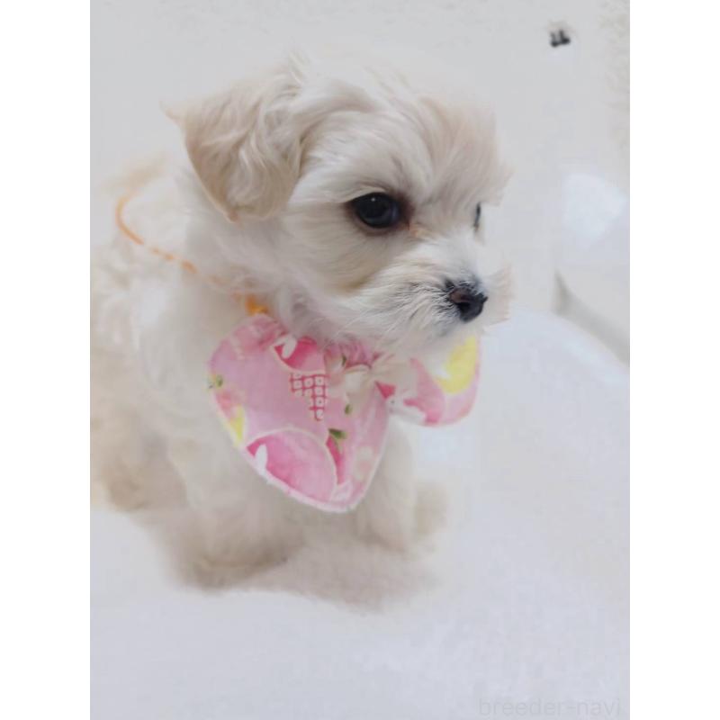 販売中の福岡県のマルプー:マルチーズ×トイプードル-424961の4枚目