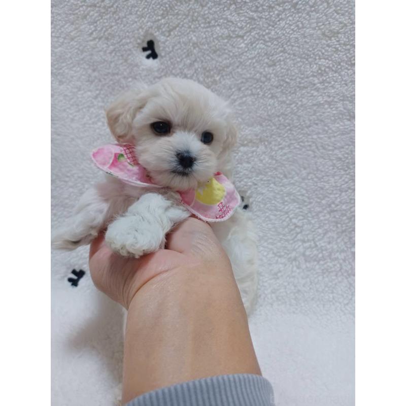 販売中の福岡県のマルプー:マルチーズ×トイプードル-424961の3枚目