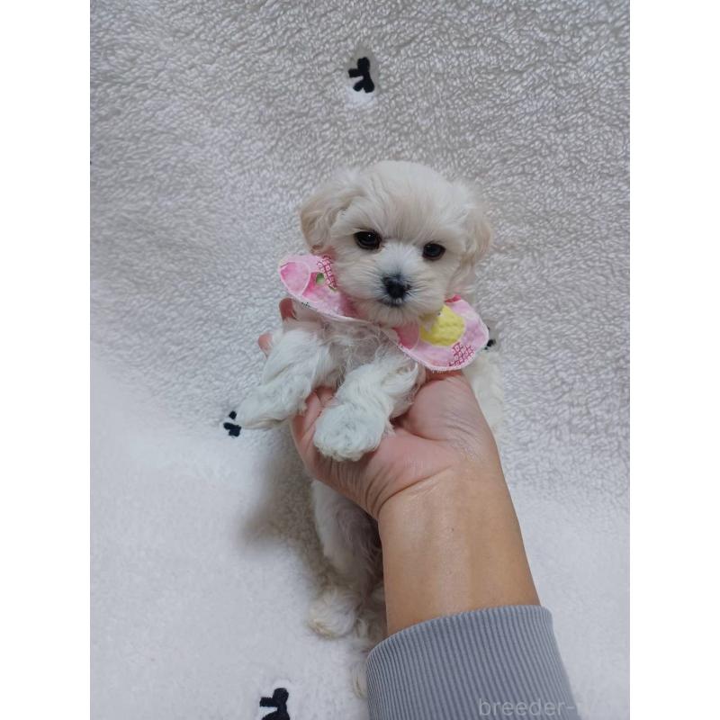 販売中の福岡県のマルプー:マルチーズ×トイプードル-424961の2枚目