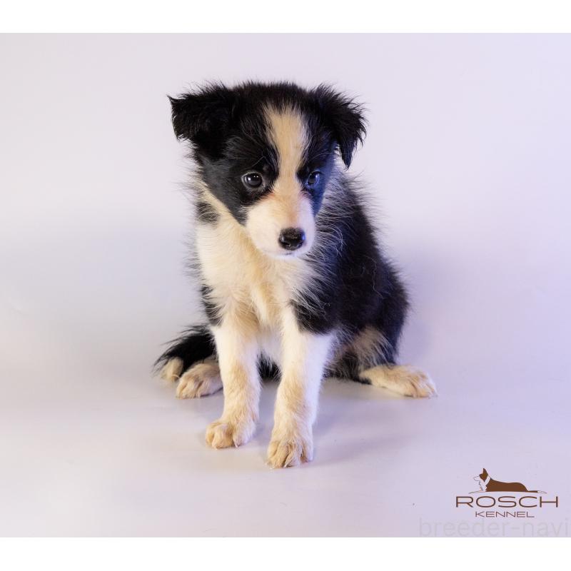 販売中の鹿児島県のボーダーコリー-424960の2枚目