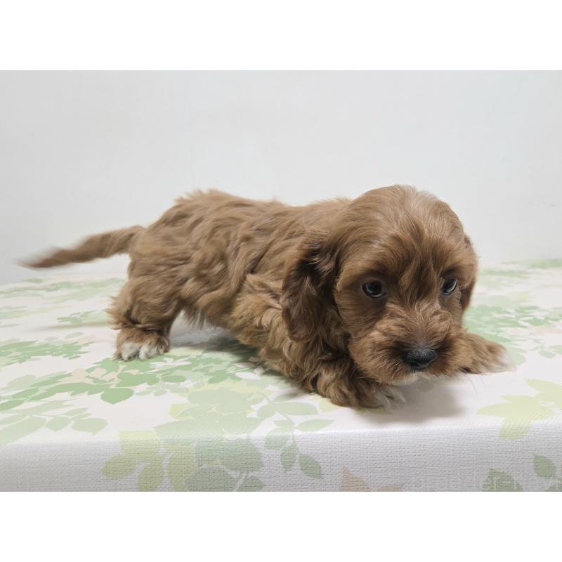 販売中の神奈川県のキャバプー:キャバリア×トイプードル-416215の5枚目