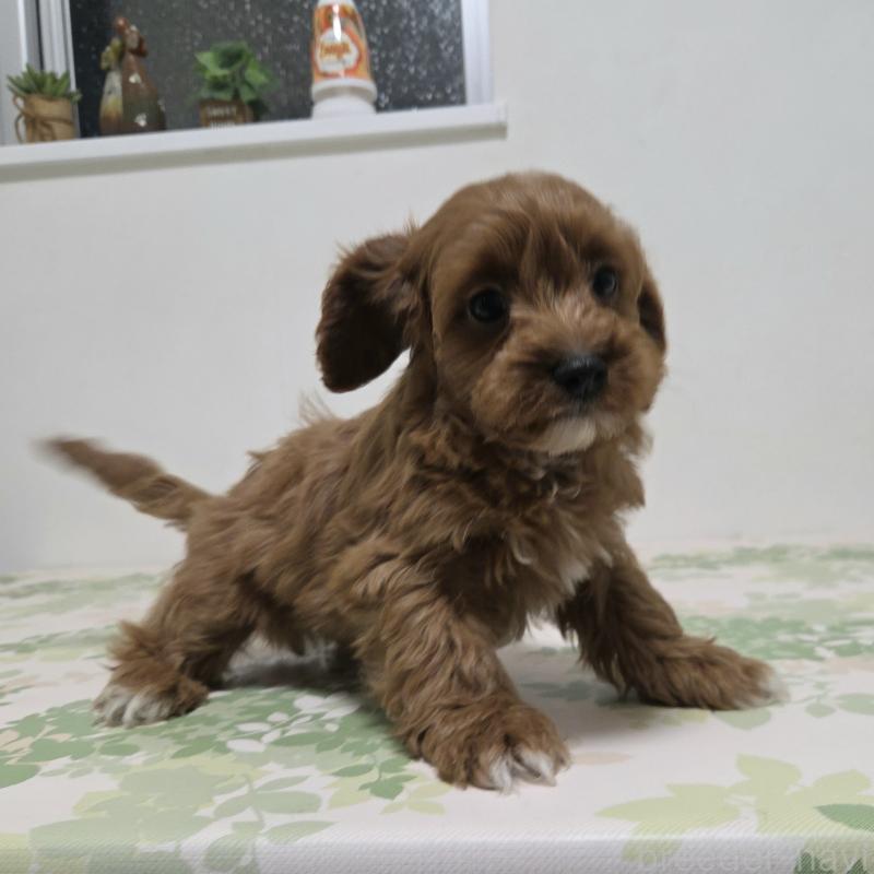 販売中の神奈川県のキャバプー:キャバリア×トイプードル-416215の4枚目