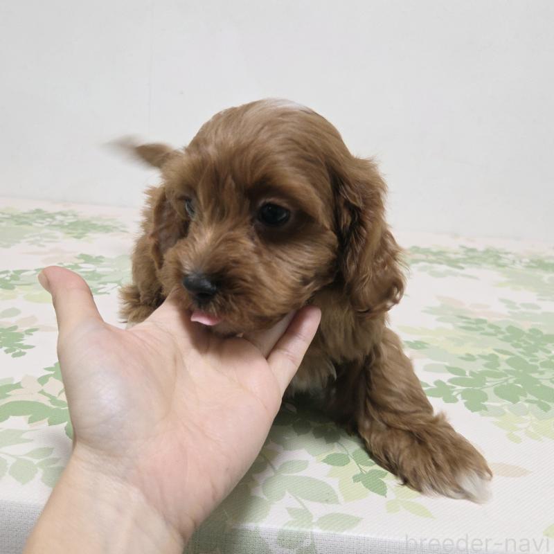 販売中の神奈川県のキャバプー:キャバリア×トイプードル-416215の3枚目