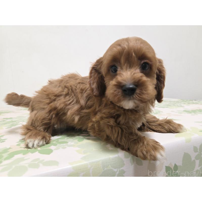 販売中の神奈川県のキャバプー:キャバリア×トイプードル-416215