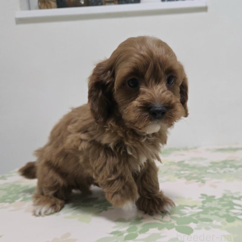 販売中の神奈川県のキャバプー:キャバリア×トイプードル-416215の2枚目