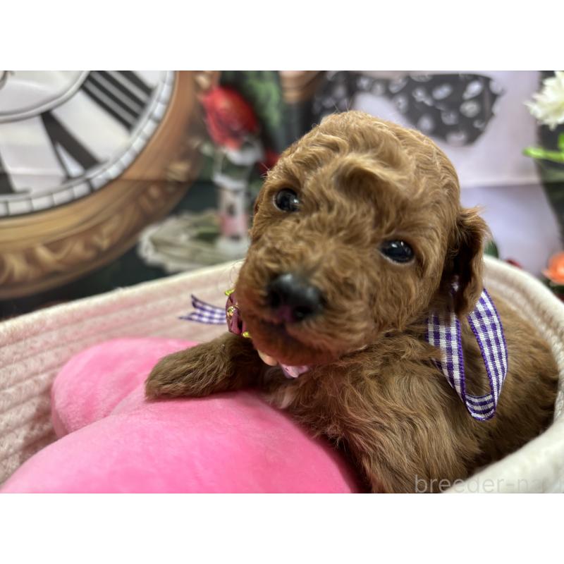 販売中の栃木県のトイプードル-423581