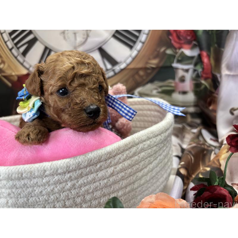 販売中の栃木県のトイプードル-423582