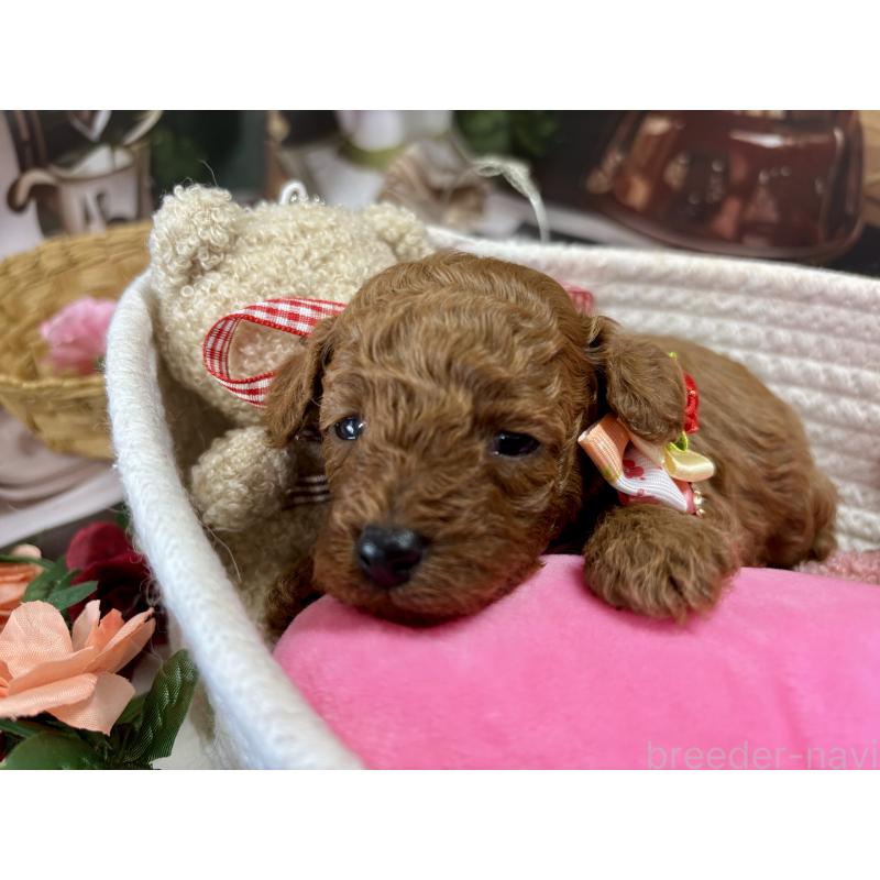 販売中の栃木県のトイプードル-423580